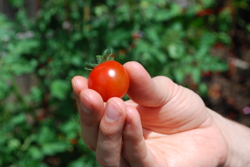 the first cherry tomato